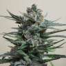 заказать семена конопли Auto Blue Acid regular заказать семена конопли Auto Blue Acid regular