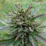 заказ семян конопли Auto Blue Acid regular заказ семян конопли Auto Blue Acid regular