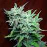 где заказать семена конопли Auto Blue Acid regular где заказать семена конопли Auto Blue Acid regular