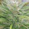 заказать семена конопли наложенным платежом Auto Blue Acid regular заказать семена конопли наложенным платежом Auto Blue Acid regular