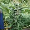 заказать семена конопли почтой Auto Blue Acid regular заказать семена конопли почтой Auto Blue Acid regular