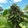 Фотопериодные семена конопли  Lavender feminised Фотопериодные семена конопли  Lavender feminised