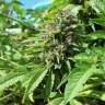 феминизированные семена конопли  Lavender feminised феминизированные семена конопли  Lavender feminised