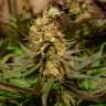 семена конопли марихуаны Blue Cheese feminised Barneys Farm семена конопли марихуаны Blue Cheese feminised Barneys Farm
