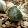 Купить семена кактуса Astrophytum myriostigma v. tricostatum cv. Bohumil Schutz