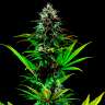Семена марихуаны Tropicanna Poison feminised Ganja Seeds Fast Version в интернет магазине Семена марихуаны Tropicanna Poison feminised Ganja Seeds Fast Version в интернет магазине