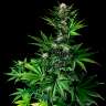 Семена марихуаны Tropicanna Poison feminised Ganja Seeds Fast Version недорого Семена марихуаны Tropicanna Poison feminised Ganja Seeds Fast Version недорого