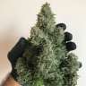 купить автоцветущие семена конопли Auto White Widow regular купить автоцветущие семена конопли Auto White Widow regular