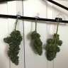 купить семена конопли интернет магазин Auto White Widow regular купить семена конопли интернет магазин Auto White Widow regular