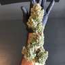 купить семена конопли в фирменной упаковке Auto White Widow regular купить семена конопли в фирменной упаковке Auto White Widow regular