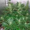 купить семена конопли автоцвет Auto White Widow regular купить семена конопли автоцвет Auto White Widow regular