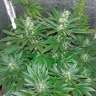 купить мощные семена конопли Auto White Widow regular купить мощные семена конопли Auto White Widow regular