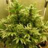 купить семена конопли с доставкой Auto White Widow regular купить семена конопли с доставкой Auto White Widow regular
