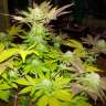 купить семена конопли аутдор Auto White Widow regular купить семена конопли аутдор Auto White Widow regular