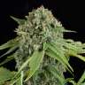 заказать семена конопли Auto White Widow regular заказать семена конопли Auto White Widow regular