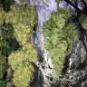 заказ семян конопли Auto White Widow regular заказ семян конопли Auto White Widow regular