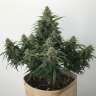 где заказать семена конопли Auto White Widow regular где заказать семена конопли Auto White Widow regular