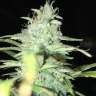 купить семена конопли Blue Himalaya feminised купить семена конопли Blue Himalaya feminised