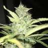купить семена конопли в Украине Blue Himalaya feminised купить семена конопли в Украине Blue Himalaya feminised