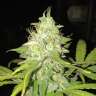 купить семена конопли недорого Blue Himalaya feminised купить семена конопли недорого Blue Himalaya feminised