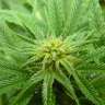 купить урожайные семена конопли Blue Himalaya feminised купить урожайные семена конопли Blue Himalaya feminised