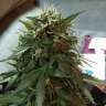 купить семена сортовой конопли Blue Himalaya feminised купить семена сортовой конопли Blue Himalaya feminised