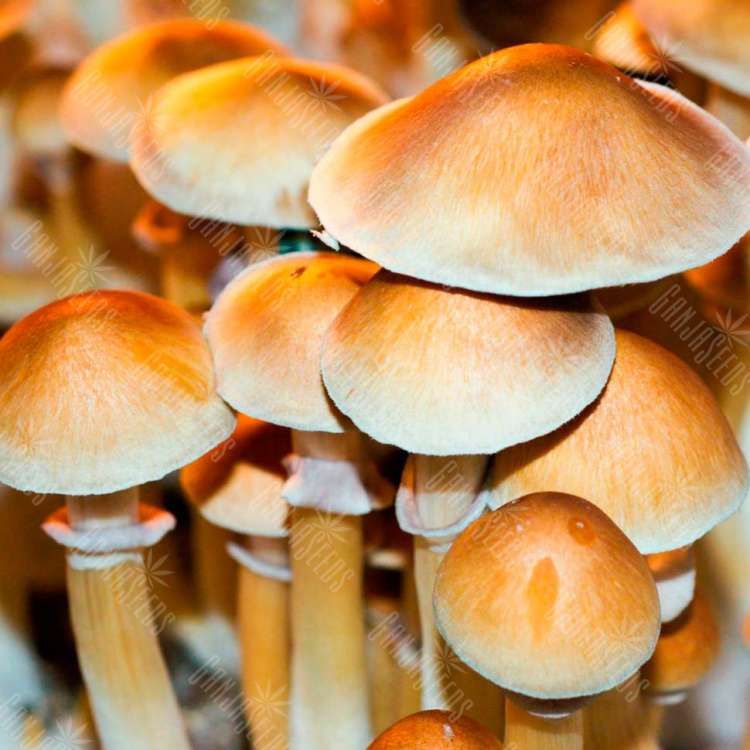 купить споры псилоцибиновых грибов Burma