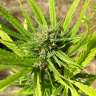 семена конопли медицинской CBD Blue Shark feminised Barneys Farm семена конопли медицинской CBD Blue Shark feminised Barneys Farm