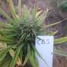 семена конопли гидропоники CBD Blue Shark feminised Barneys Farm семена конопли гидропоники CBD Blue Shark feminised Barneys Farm