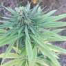 семена конопли в интернете CBD Blue Shark feminised Barneys Farm семена конопли в интернете CBD Blue Shark feminised Barneys Farm
