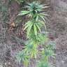семена конопли дешево CBD Blue Shark feminised Barneys Farm семена конопли дешево CBD Blue Shark feminised Barneys Farm