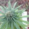 семена конопли с доставкой CBD Blue Shark feminised Barneys Farm семена конопли с доставкой CBD Blue Shark feminised Barneys Farm