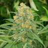 фотопериодные сорта конопли  Green Crack feminised Ganja Seeds фотопериодные сорта конопли  Green Crack feminised Ganja Seeds