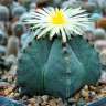 Семена кактусов  Astrophytum myriostigma SB 262 Семена кактусов  Astrophytum myriostigma SB 262