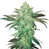 Семена конопли Auto Easy Bud feminised Ganja Seeds заказать Семена конопли Auto Easy Bud feminised Ganja Seeds заказать