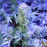 купить семена конопли в Украине Auto AK 47 regular