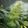 купить семена конопли с доставкой Auto AK 47 regular