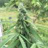 семена конопли элитных сортов Auto Jack Herer feminised GanjaLiveSeeds семена конопли элитных сортов Auto Jack Herer feminised GanjaLiveSeeds