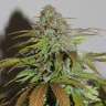 семена конопли Киев Auto AK 49 feminised GanjaLiveSeeds семена конопли Киев Auto AK 49 feminised GanjaLiveSeeds