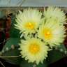 Семена кактуса Astrophytum myriostigma MIX