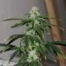 Семки Auto Quick One feminised Ganja Seeds недорого Семки Auto Quick One feminised Ganja Seeds недорого