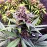 мощные семена конопли Auto Purple Kush feminised
 мощные семена конопли Auto Purple Kush feminised