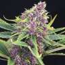 где купить семена ганжи Auto Purple Kush feminised
 где купить семена ганжи Auto Purple Kush feminised