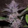 заказать семена конопли в украине Auto Purple Kush feminised
 заказать семена конопли в украине Auto Purple Kush feminised