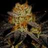 семена конопли элитных сортов Auto Purple Kush feminised
 семена конопли элитных сортов Auto Purple Kush feminised