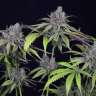 семена канабиса Auto Purple Kush feminised
 семена канабиса Auto Purple Kush feminised