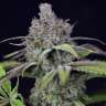 семена конопли Auto Purple Kush feminised
 семена конопли Auto Purple Kush feminised