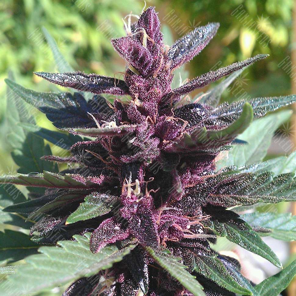 Purple сорт конопли марихуана фото готовой
