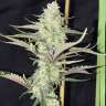 купить семена конопли GH Cheese feminised купить семена конопли GH Cheese feminised