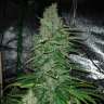 семена сортовой конопли Auto Kush feminised GanjaLiveSeeds семена сортовой конопли Auto Kush feminised GanjaLiveSeeds